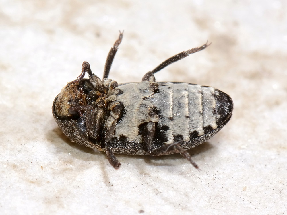 Dermestes laniarius (cf.)